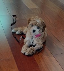 CavaPoo for Rehoming