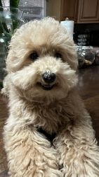 hermosa toy poodle