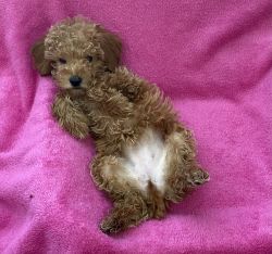 Toy Poodle female