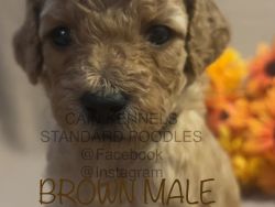 AKC/CKC Brown (Collared) male Standard Poodle