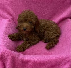 Toy Poodle male