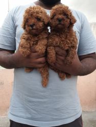 Top quality and very active,healthy poodle puppies available