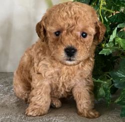 Teacup Poodle Pups ready for new Home