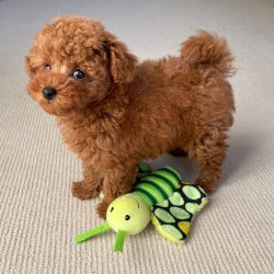 Lovely Poodle Puppies For Sale
