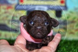 Toy Poodle Breeder Sell out! Adults and puppies!