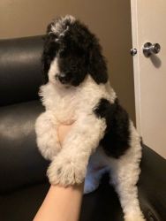 POODLE AKC PARTY STANDARDS FOR SALE