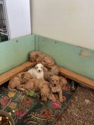 AKC Registered Purebred Poodle Puppies