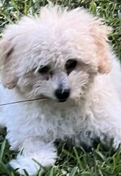 Toy poodle puppy ,Male,4 months