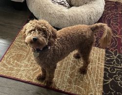 adorable & playful 9mo old apricot miniature poodle