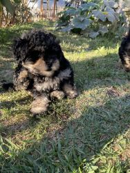 Small poodles for sale 2 girls available