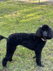 Standard small poodle