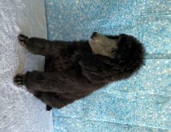 Akc standard poodle puppies. Sire and dam are health tested ofa/chic