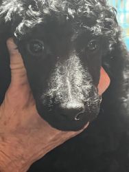 Standard Poodle Puppies- price reduced!