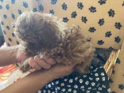 Small & Adorable French Toy Poodle's Apricot colors