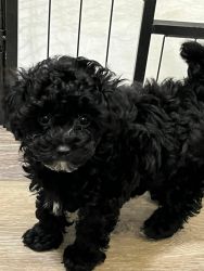Toy poodles puppies available