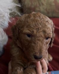 Red Standard Poodle Pups Ready for Holidays