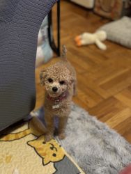 Need to sell my toy poodle. I am allergic she’s 10 months old.