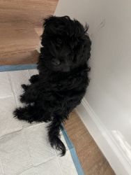 4 month old beautiful black poodle w vaccines