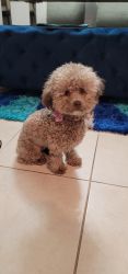 1 Year Old Toy Poodle Need A Good Home