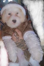 Teddy bear poodle puppy