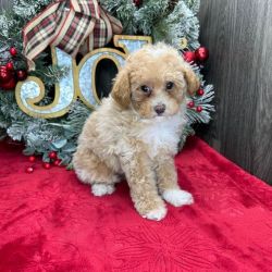 Poodle and maltipoo