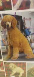 Standard Red poodle female