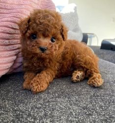 Cute Poodle Puppies