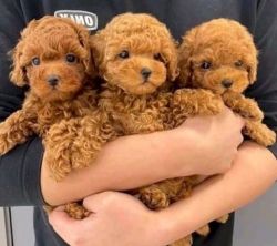 Cute Poodle Puppies