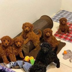 Poodle puppies available now