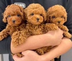 lovely Poodle Puppies