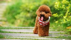 Poodle Puppies For Sale In Pune