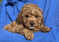 Beautiful Red POODLE puppies