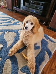 Chocalate and apricot standard poodle pups