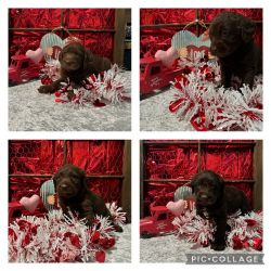 Poodles doodles Labs of Clarksville Tennessee