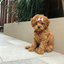 Toy Poodle Puppies For Sale in Mumbai