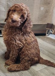 AKC registered Standard poodle puppies