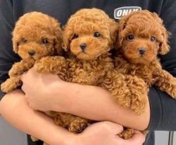 toy poodle puppies available and ready to go