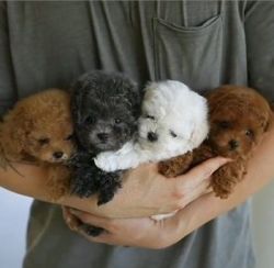 Amazing Poodle Puppies
