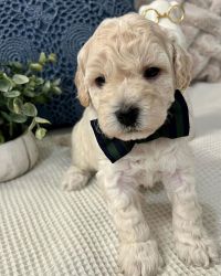 Adorable toy poodle puppies for adoption
