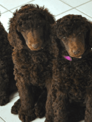 Standard poodle pups