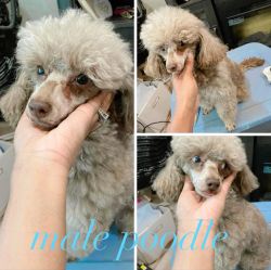 Chocolate poodle male