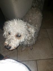 Dj is a poodle with schnauzer 6 years old very loving dog