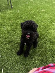 Gorgeous Pure Toy Poodle