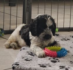 Our Beautiful Spoodle Pups (F1B)