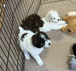 Miniature Poodle pups