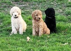 Beautiful Standard Poodle Puppies
