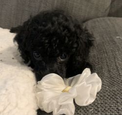 Toy poodles puppies