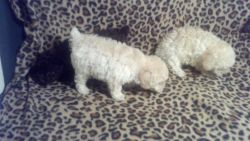 Toy Poodles Available