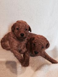 beautifully bred top toy poodle puppies