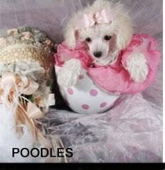 Gorgeous Teacup Poodles